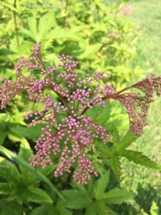 Filipendula