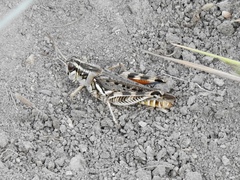 Melanoplus occidentalis