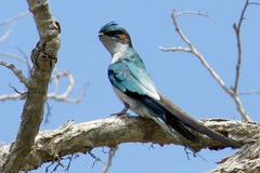 Hemiprocne longipennis