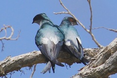 Hemiprocne longipennis