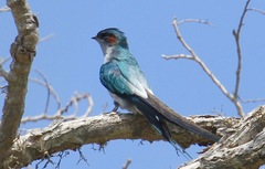 Hemiprocne longipennis