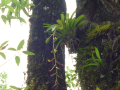 Tillandsia leiboldiana