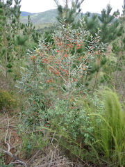 Pterocelastrus rostratus