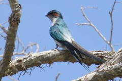 Hemiprocne longipennis