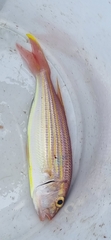 Fivelined Threadfin Bream photo 1