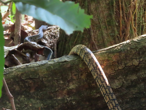 Keeled Rat Snake