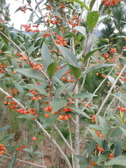 Pterocelastrus rostratus