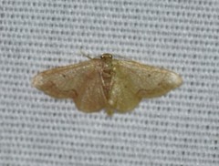 Idaea kendallaria