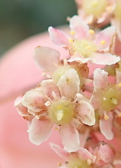 Pterocelastrus rostratus