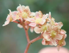 Pterocelastrus rostratus