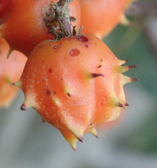 Pterocelastrus rostratus