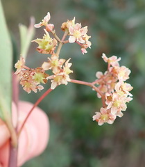 Pterocelastrus rostratus