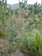 Pterocelastrus rostratus