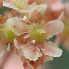 Pterocelastrus rostratus