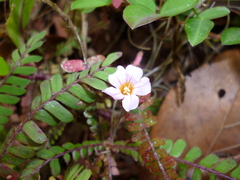 Biophytum dendroides