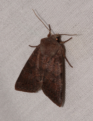 Orthosia revicta