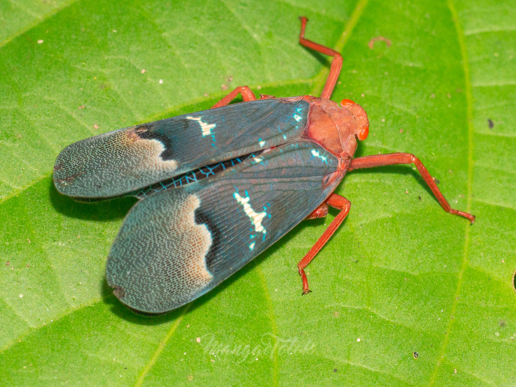 Scamandra castanea