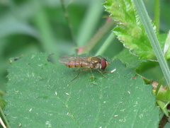 Episyrphus balteatus