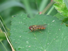 Episyrphus balteatus