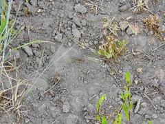 Melanoplus occidentalis