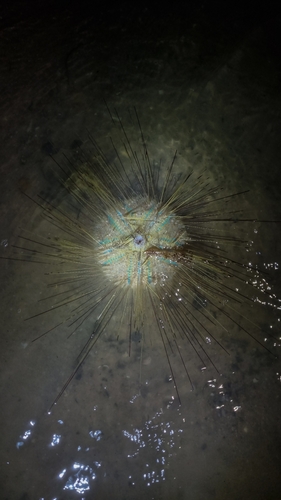 Chaetodiadema granulatum observed 2024-10-22