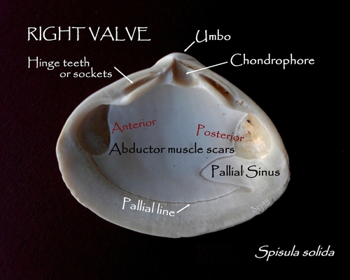 Solid Surfclam