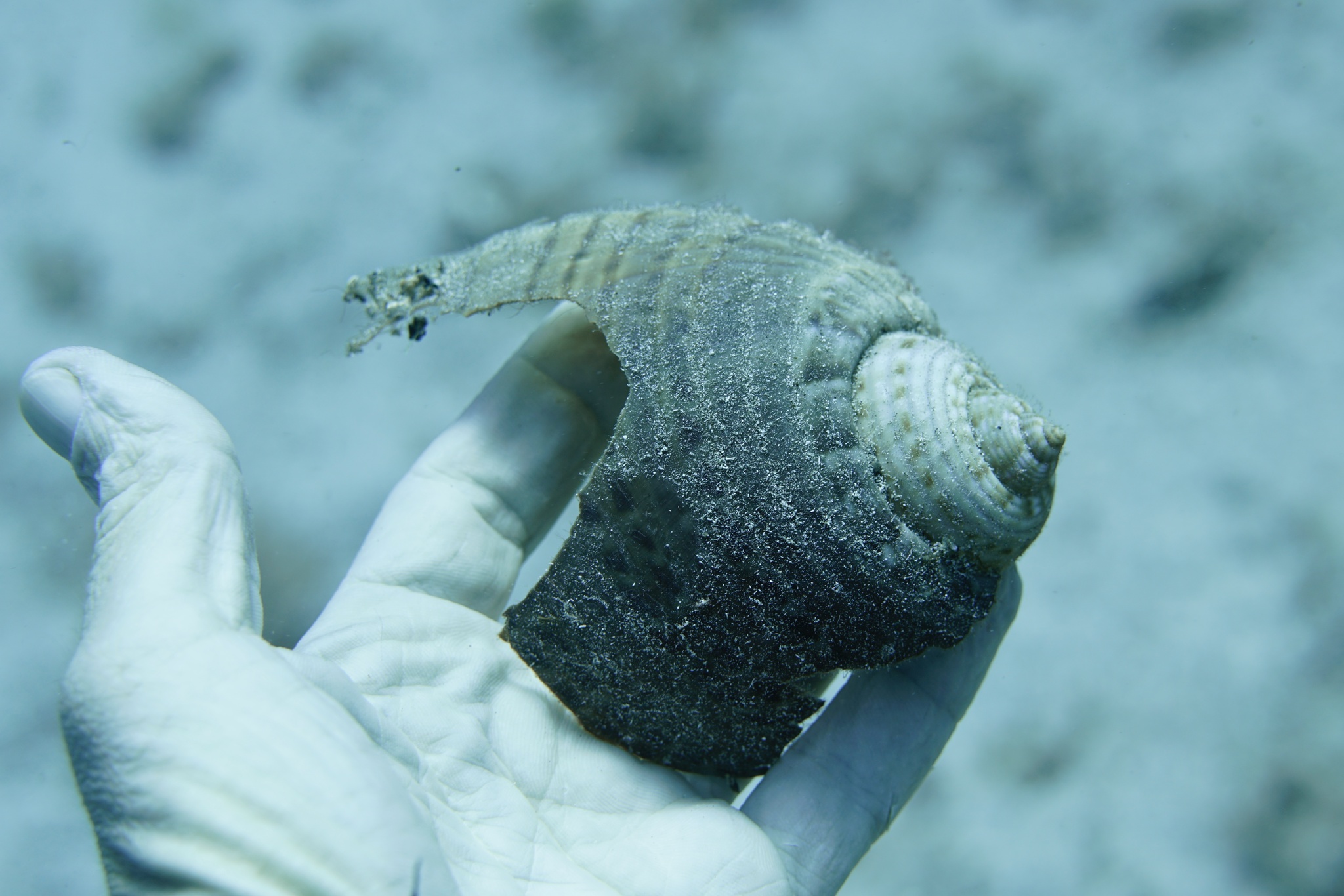 Tonna pennata