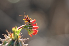 Euphorbia viguieri, photograph (c) amantedarmanin, some rights reserved (CC BY)