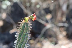 Euphorbia viguieri, photograph (c) amantedarmanin, some rights reserved (CC BY)