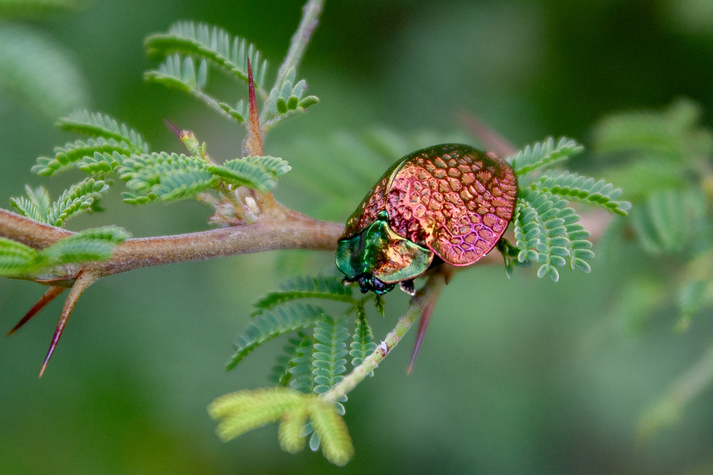 Stolas indigacea