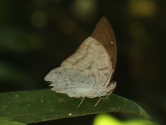 Bassarona dunya