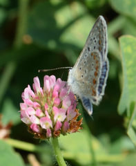 Polyommatus icarus