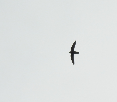 Sooty Swift (Cypseloides fumigatus), photo 10
