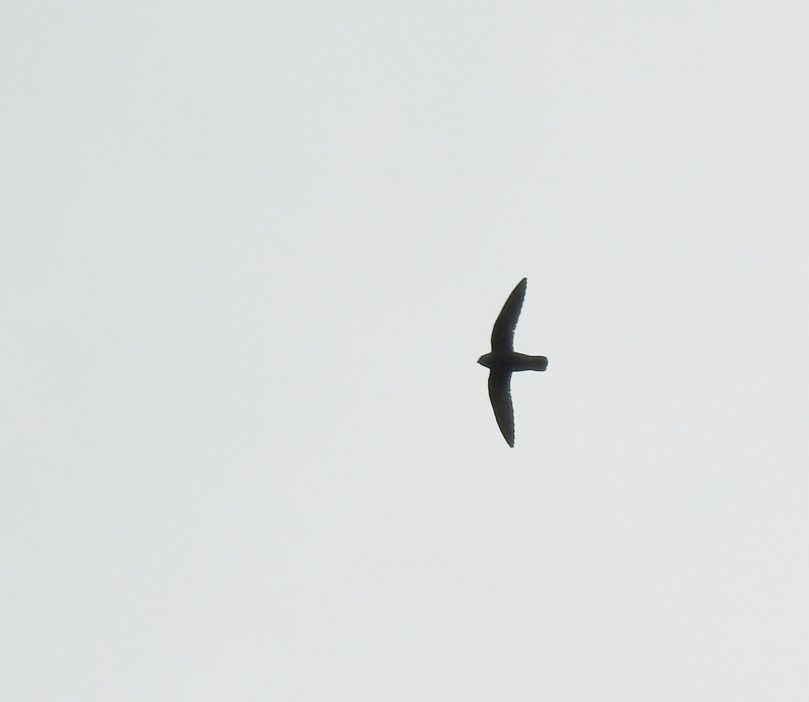 Sooty Swift (Cypseloides fumigatus), photo 4