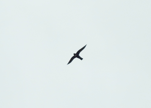 Biscutate Swift (Streptoprocne biscutata), photo 4