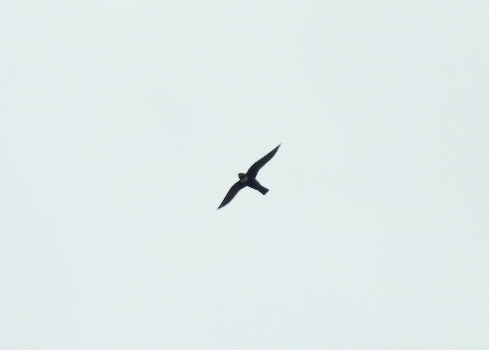 Biscutate Swift (Streptoprocne biscutata), photo 4