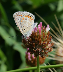 Polyommatus icarus