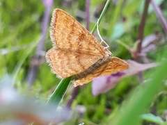 Idaea serpentata
