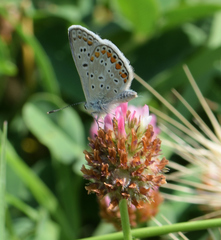Polyommatus icarus