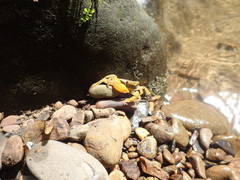 Geothelphusa eucrinodonta