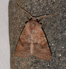 Orthosia revicta