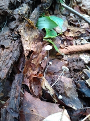 Mycena stylobates
