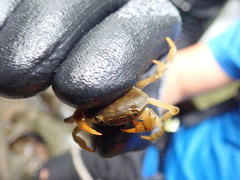 Geothelphusa eucrinodonta