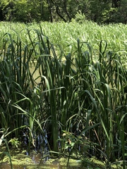 Zizaniopsis miliacea