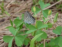 Pseudozizeeria maha