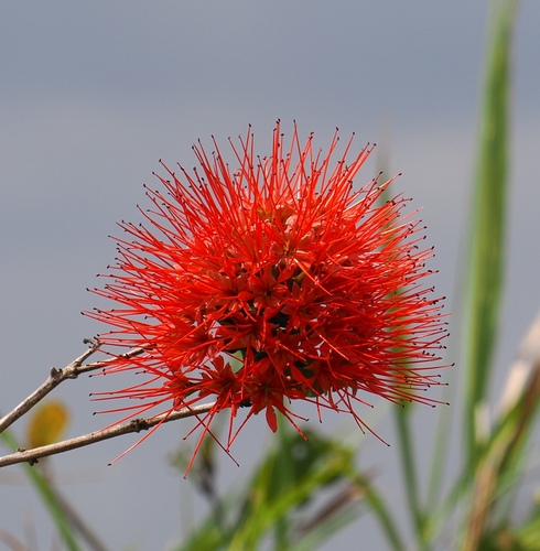 Combretum constrictum, photograph 5