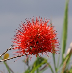 Combretum constrictum, photograph (c) desertnaturalist, some rights reserved (CC BY)