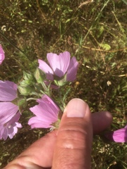 Malva alcea