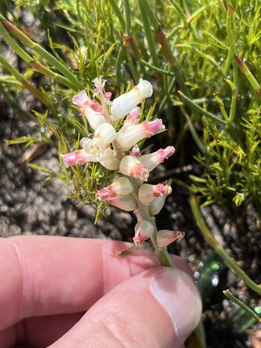 Image of Lachenalia cernua by (c) Dave U, some rights reserved (CC BY-SA)