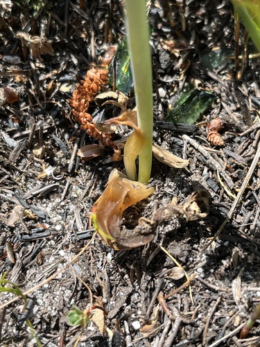 Image of Lachenalia cernua by (c) Dave U, some rights reserved (CC BY-SA)